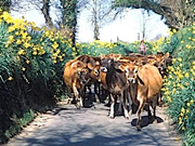 Jersey cows